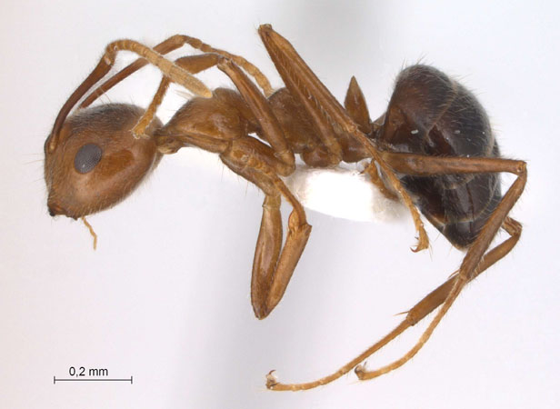 Camponotus dolichoderoides lateral