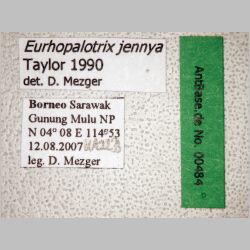 Eurhopalotrix jennya Taylor, 1990 label