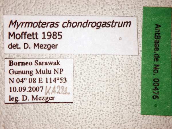 Myrmoteras chondrogastrum label