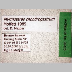 Myrmoteras chondrogastrum Moffett, 1985 label