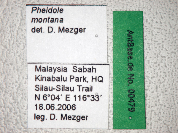 Pheidole montana label