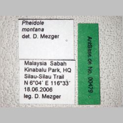 Pheidole montana Eguchi, 1999 label