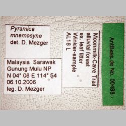 Pyramica mnemosyne Bolton, 2000 label