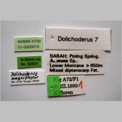 Dolichoderus magnipastor Dill, 2002 label