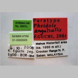 Pheidole angulicollis Eguchi, 2001 label