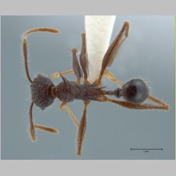Pheidole lokitae Forel, 1913 dorsal