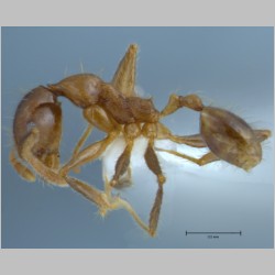 Pheidole orophila minor Eguchi, 2001 lateral