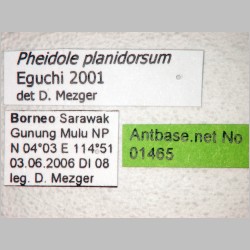 Pheidole planidorsum Eguchi, 2001 label