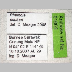 Pheidole sauberi Forel, 1905 label