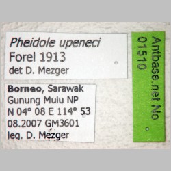 Pheidole upeneci Forel, 1913 label