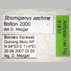 Strumigenys aechme Bolton, 2000 label