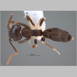 Technomyrmex kraepelini dark Forel, 1905 dorsal