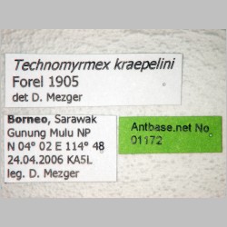 Technomyrmex kraepelini dark Forel, 1905 label