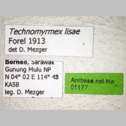 Technomyrmex lisae Forel, 1913 label