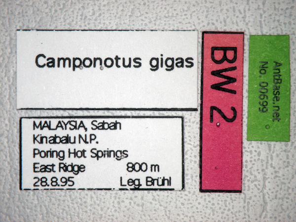 Camponotus gigas label