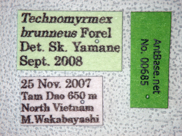 Technomyrmex brunneus label