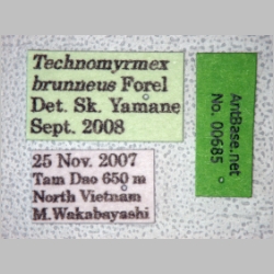 Technomyrmex brunneus Forel, 1895 label