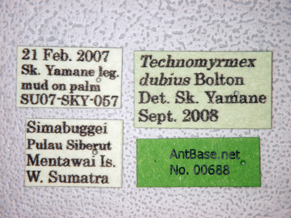 Technomyrmex dubius label
