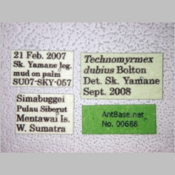 Technomyrmex dubius Bolton, 2007 label