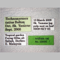 Technomyrmex tatius Bolton, 2007 label