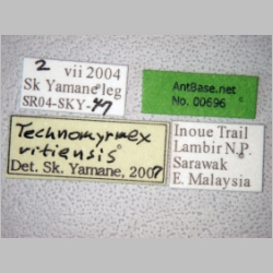Technomyrmex vitiensis Mann, 1921 label