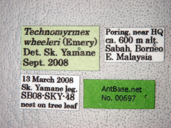 Technomyrmex wheeleri label