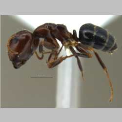 Camponotus nirvanae Forel, 1893 lateral
