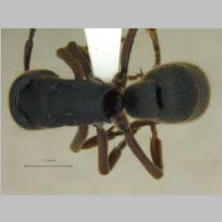
Pseudoneoponera bispinosa (Smith, 1858) dorsal