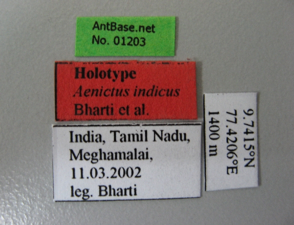 Aenictus indicus label