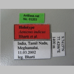 Aenictus indicus Bharti et al., 2012 label