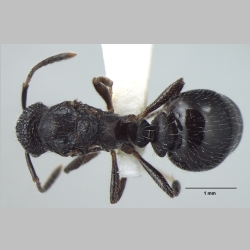 Myrmica nefaria queen Bharti, 2012 dorsal