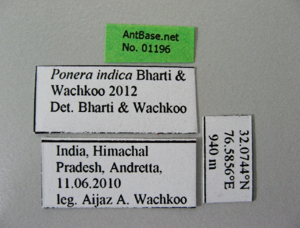 Ponera indica queen label