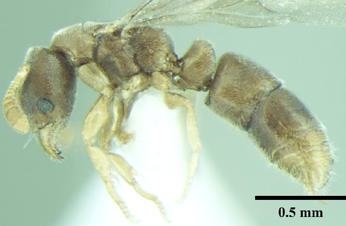 Ponera indica queen lateral