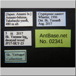 Cryptopone sauteri (Wheeler, 1906)
label