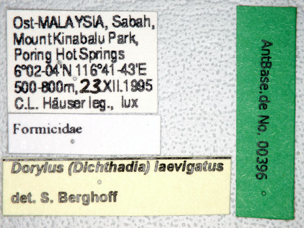 Dorylus laevigatus gyne label