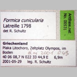 Formica cunicularia Latreille, 1798 label