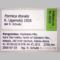 Formica litoralis K. Ugamskij, 1926 label