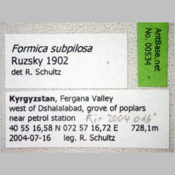 Formica subpilosa Ruzsky, 1902 label
