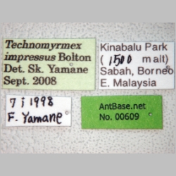 Technomyrmex impressus Bolton, 2007 label