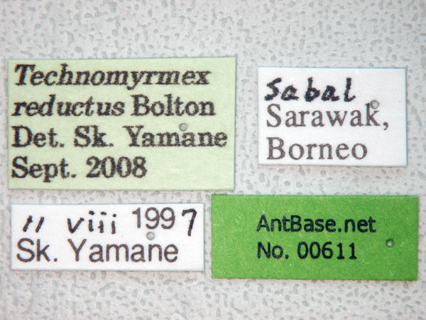 Technomyrmex reductus label