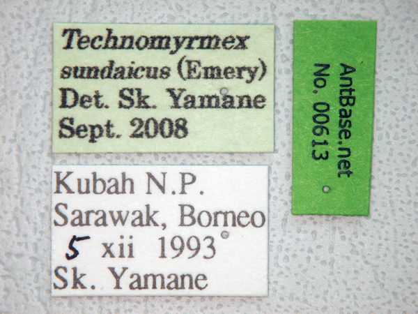 Technomyrmex sundaicus label