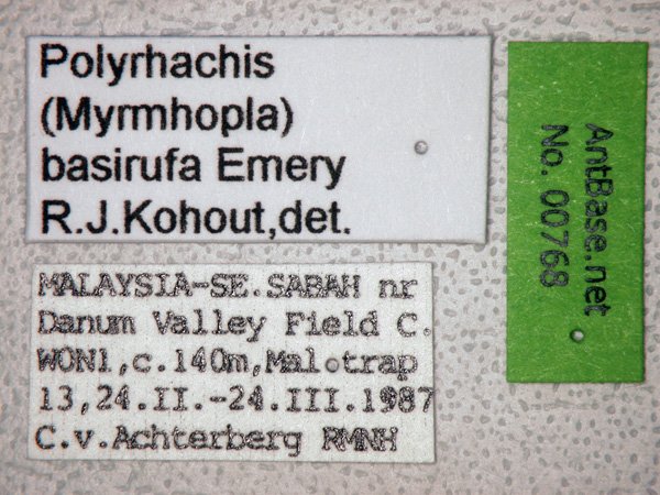 Polyrhachis basirufa label