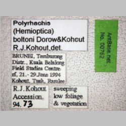 Polyrhachis boltoni Dorow & Kohout, 1995 label