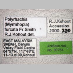 Polyrhachis furcata Smith, 1858 label