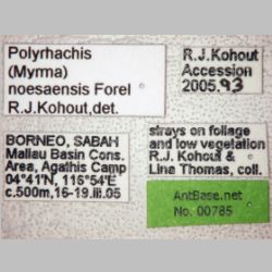 Polyrhachis noesaensis Forel, 1915 label