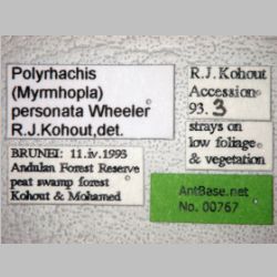 Polyrhachis personata Wheeler, 1919 label
