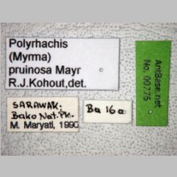 Polyrhachis pruinosa Mayr, 1872 label