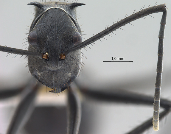 Polyrhachis villipes frontal