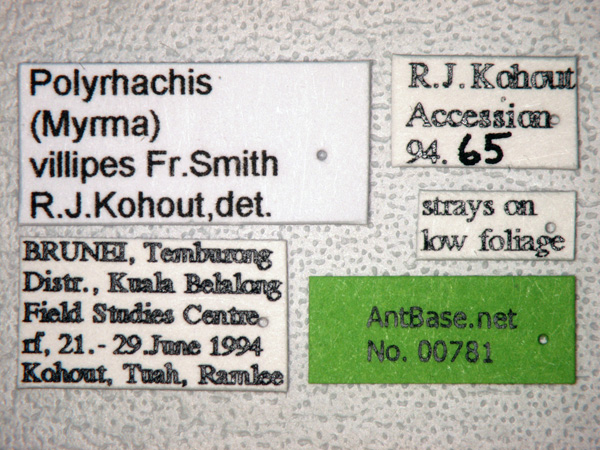 Polyrhachis villipes label