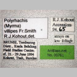Polyrhachis villipes Smith, 1857 label